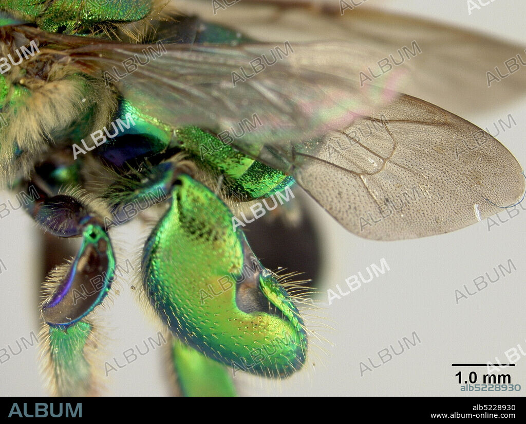 Santo Domingo, Pichincha, Ecuador, Euglossa gibbosa Dressler, 1982, Animalia, Arthropoda, Insecta, Hymenoptera, Apidae.