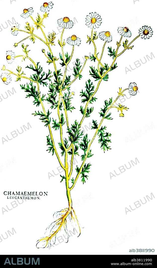 Illustration of Chamaemelon levcanthemon = Camillen, 1542. Chamomile or camomile is a common name for several daisy-like herbaceous plants of the family Asteraceae. These plants are best known for their ability to be made into an infusion which is commonly used to help with sleep. Chamomile can cause uterine contractions which can lead to miscarriage. Preliminary research suggests chamomile is an effective therapy for anxiety. In Russia, chamomile tea is used for stomach troubles, colds, and muscle aches as well as the usual anxiety and insomnia. It is one of the nine sacred Anglo-Saxon herbs. In the Middle Ages it was a strewing herb, and some people still sprinkle it around the house to keep out negative magic. Uses in witchcraft and magic include: dreamwork, celebrating midsummer, love magic, money charms, moon herb and a sun herb.