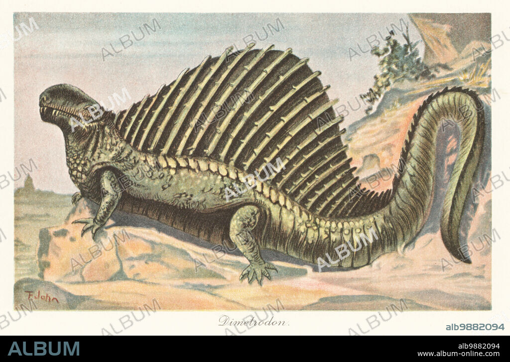 Reconstruction of a Dimetrodon, extinct genus of non-mammalian synapsid with spine sail from the Cisuralian (Early Permian). Colour printed illustration by F. John from Wilhelm Bolsches Tiere der Urwelt (Animals of the Prehistoric World), Reichardt Cocoa company, Hamburg, 1908.