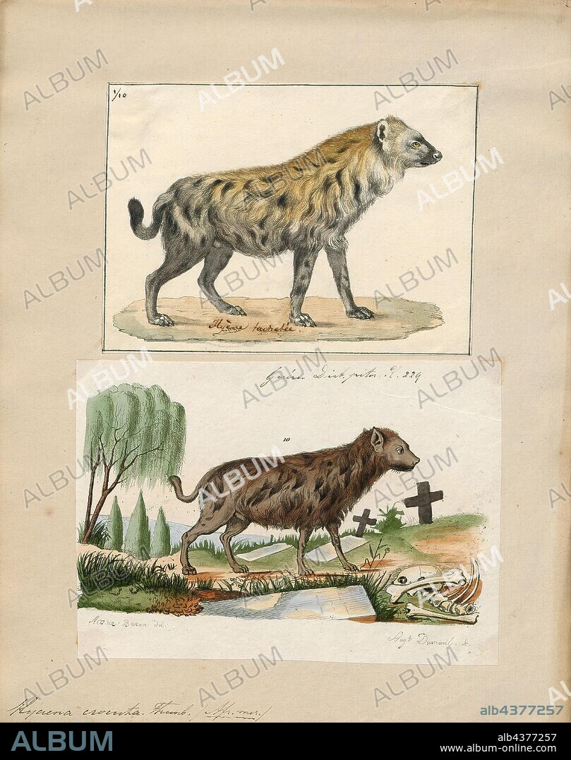 Hyaena crocuta, Print, Hyaena is a genus comprising two of the living species of hyenas: the striped hyena (Hyaena hyaena) from western Asia and northern Africa and the brown hyena (Hyaena brunnea) from southern Africa. The brown hyena has sometimes been placed in a separate genus Parahyaena, or even included in the otherwise fossil genus Pachycrocuta, but recent sources have tended to place it in Hyaena., 1700-1880.