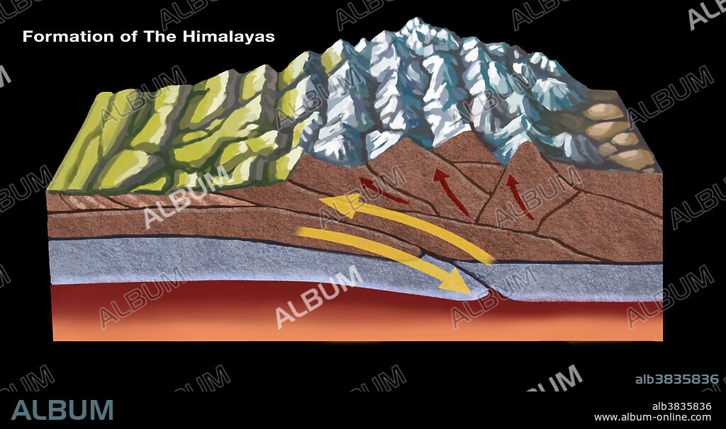 The Himalayas started forming about 70 million years ago as a result of tectonic plate activity: the north-moving Indo-Australian Plate collided with the Eurasian Plate. In this diagram, the leading edge of the Indian plate subducts beneath the Eurasian.