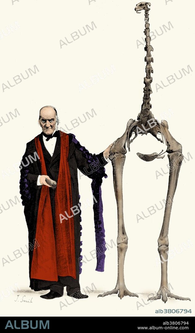 Owen with a skeleton of a Giant Moa, 1916. The giant moa (Dinornis) is an extinct genus of ratite birds belonging to the moa family. Richard Owen (July 20, 1804 - December 18, 1892) was an English biologist, comparative anatomist and paleontologist. One of his positions was that of prosector for the London Zoo, which meant that he had to dissect and preserve any zoo animals that died in captivity. This gave him vast experience with the anatomy of exotic animals. He produced a vast array of scientific work, but is probably best remembered today for coining the word Dinosauria. Owen was an outspoken critic of Darwin's theory of evolution by natural selection. He agreed with Darwin that evolution occurred, but thought it was more complex. Owen's approach to evolution can be seen as having anticipated the issues that have gained greater attention with the recent emergence of evolutionary developmental biology. He campaigned for the natural specimens in the British Museum to be given a new home. This resulted in the establishment, in 1881, of the now world-famous Natural History Museum in London. His later career was tainted by a number of controversies, many of which involved accusations that he took credit for other people's work. He died in 1892 at the age of 88.