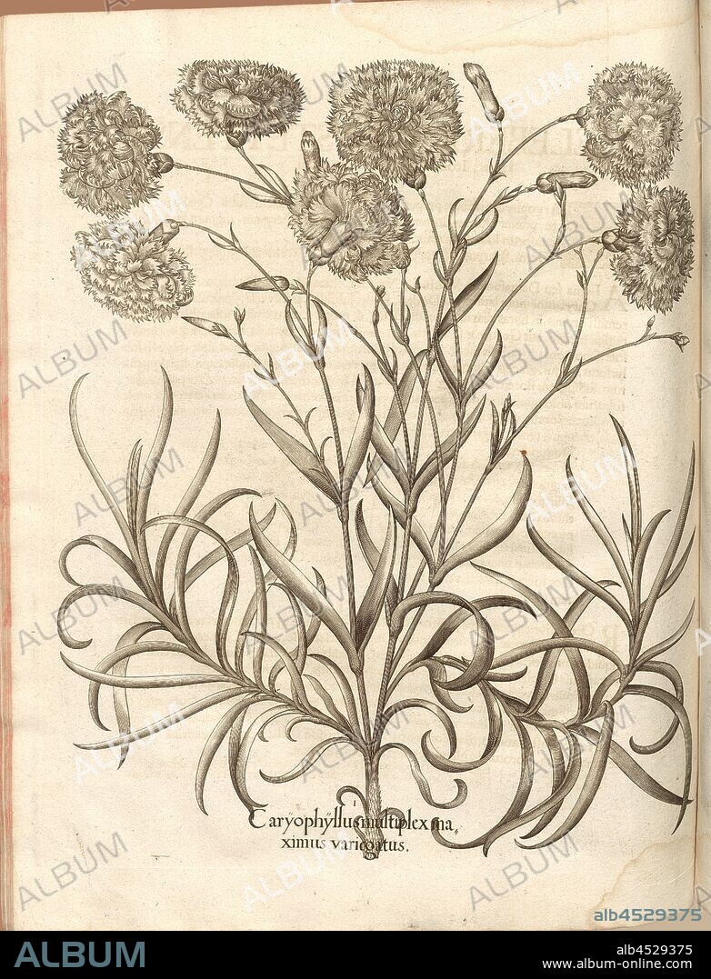Caryophyllus multiplex maximus variegatus, Carnations, Engraving, S. 686, Besler, Basilius; Jungermann, Ludwig, 1713, Basilius Besler: Hortus Eystettensis (...). Nürnberg, 1713.