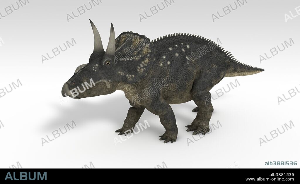 Triceratops dinosaur, white background.