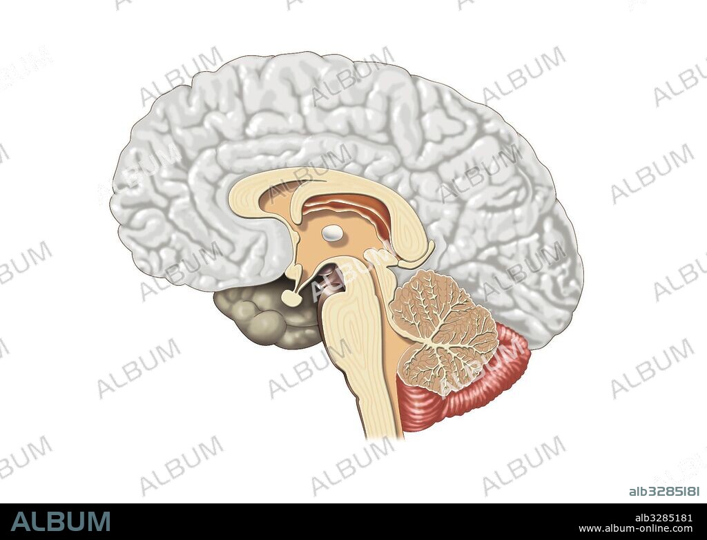 Estructura interna del cerebro.