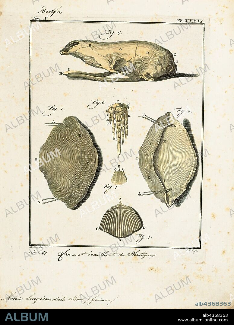 Manis longicaudata, Print, The long-tailed pangolin (Phataginus tetradactyla), also called the African black-bellied pangolin, or ipi, is a diurnal, arboreal pangolin species belonging to the family Manidae, in the order Pholidota. They feed on ants rather than termites. The common names for this species stem from physical characteristics, such as the extremely long tail or the dark hairs that cover the underside of their bodies and limbs. Pangolin comes from the Malay word pengguling, meaning “something that rolls up”., skeleton parts.