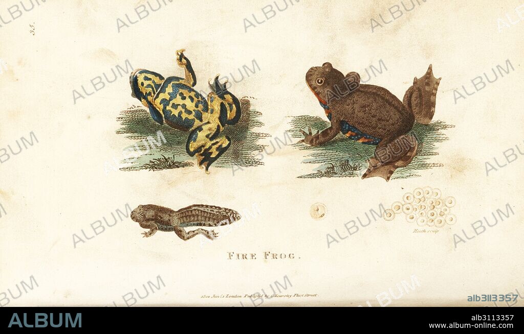 European fire-bellied toad, Bombina bombina (Fire frog, Rana ignea). Adult, tadpole and frog spawn. Handcoloured copperplate engraving by Heath after an illustration by George Shaw from his General Zoology, Amphibia, London, 1801.