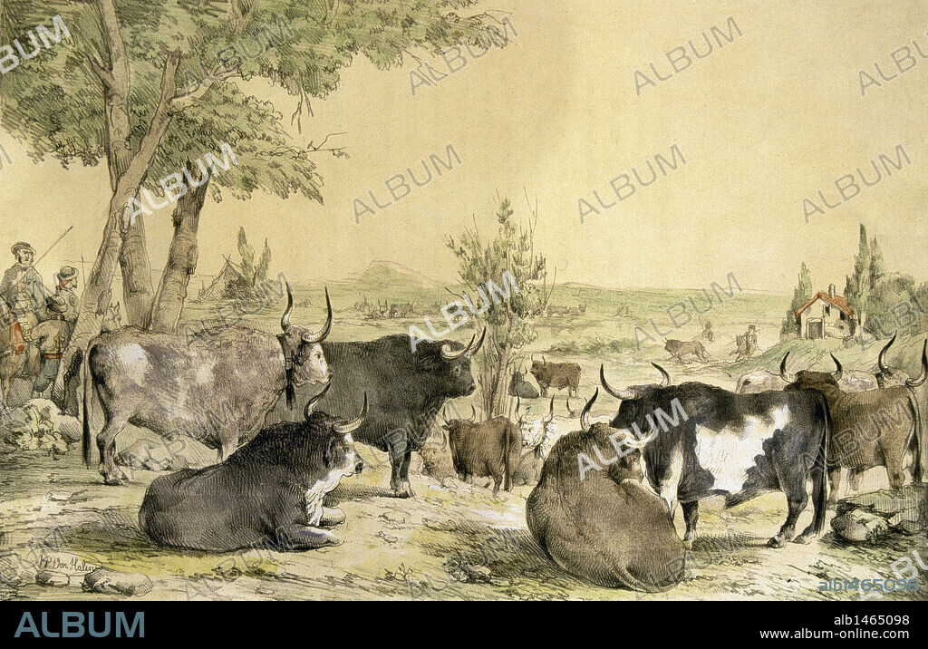 "FUNCION DE TOROS. UNA TORADA". Litografía de Francisco de Paula Van Halen. Siglo XIX.