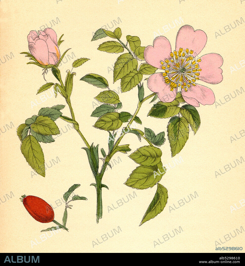 Medicinal plant, Rosa canina, commonly known as the dog rose, hip  /  Heilpflanze Hunds-Rose, Rosa canina, Hundsrose, Hagrose, Heckenrose, Heiderose, Hagebutte, Historisch, historical, digital improved reproduction of an original from the 19th century / digitale Reproduktion einer Originalvorlage aus dem 19. Jahrhundert.