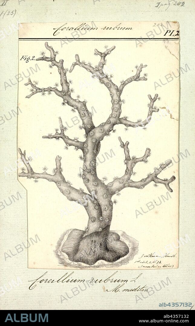 Corallium rubrum, Print, Precious coral, or red coral, is the common name given to a genus of marine corals, Corallium. The distinguishing characteristic of precious corals is their durable and intensely colored red or pink-orange skeleton, which is used for making jewelry.