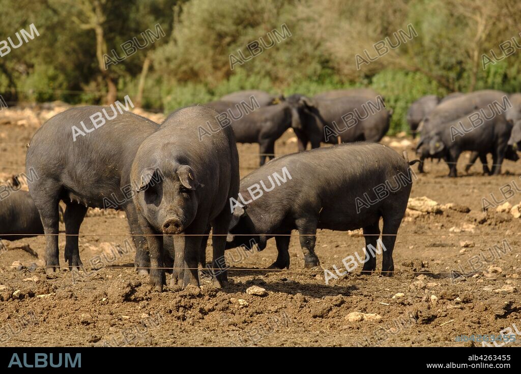 piara de cerdos negros, finca Es Bosch Vell, Santa Margalida, Mallorca, balearic islands, spain, europe.