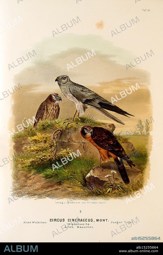 Die, Raubvögel, Deutschlands, und, des, angrenzenden, Mitteleuropas, Cassel, [Germany], Verlag, von, Theodor Fischer, 1876, Germany, birds of prey, falconry, Europe, eastern, Circus, pygargus, Montagu's harrier, The scene showcases three birds perched on a rocky outcrop amidst a serene landscape. In the foreground, a small, vibrant bird displays rich plumage, while a larger bird stands tall with a sleek profile, showcasing its impressive wingspan. A third, more slender bird occupies the left side, featuring subtle markings and a curious demeanor. The background reveals gentle rolling hills and a tranquil sky, creating a peaceful ambiance that highlights the beauty of these avian creatures in their natural habitat. Detailed illustrations and soft coloration enhance the delicate features of each bird, inviting admiration for their unique characteristics and the artistry of the scene.