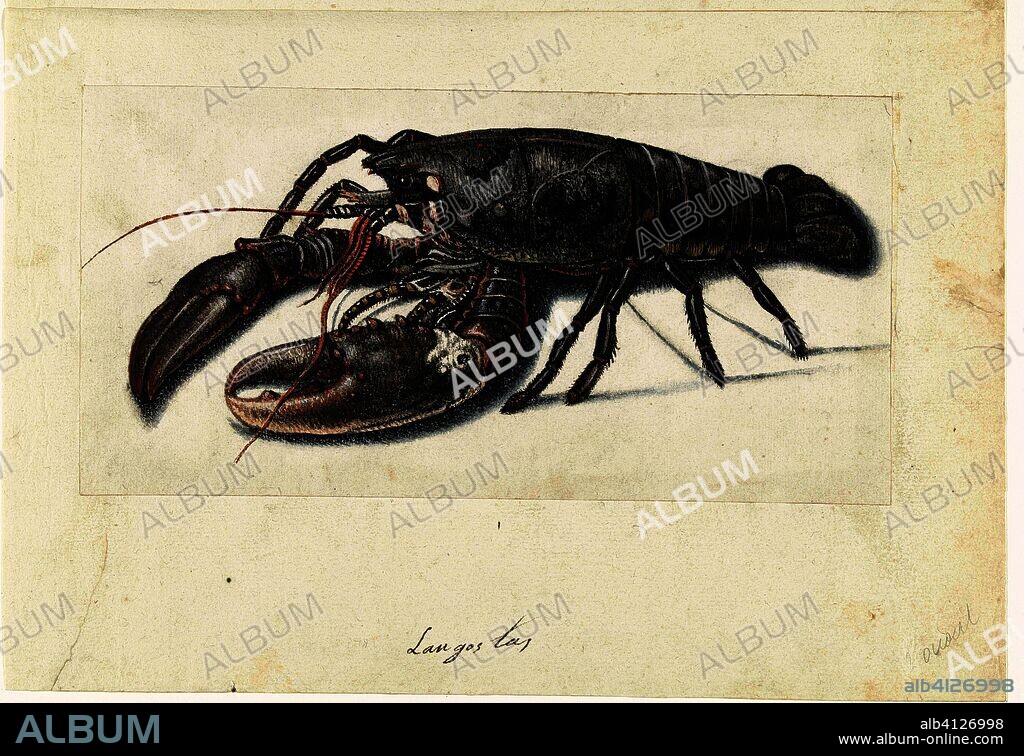 Zeekreeft. Langostas (title on object). Lombard album (series title). Draughtsman: anonymous. Dating: 1560 - 1585. Place: Nederlanden. Measurements: h 125 mm × w 247 mm × h 208 mm × w 305 mm.