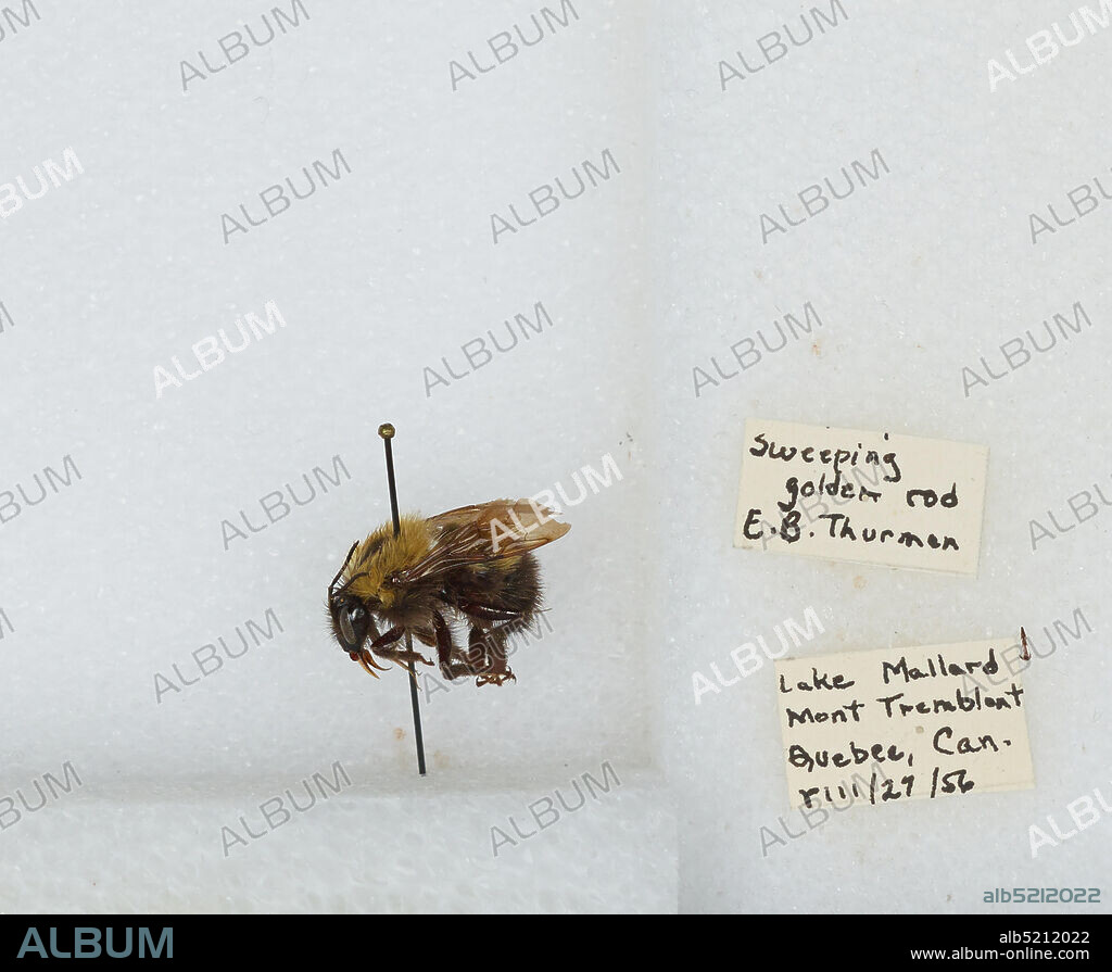 Lake Mallard: Mont Tremblon [a city in the Laurentian mountains of Quebec, approximately 130 kilometres (81 mi) north-west of Montreal and 140 kilometres (87 mi) north-east of Ottawa], Quebec, Canada, Bombus (Pyrobombus) perplexus Cresson, 1863, Animalia, Arthropoda, Insecta, Hymenoptera, Apidae, Apinae.