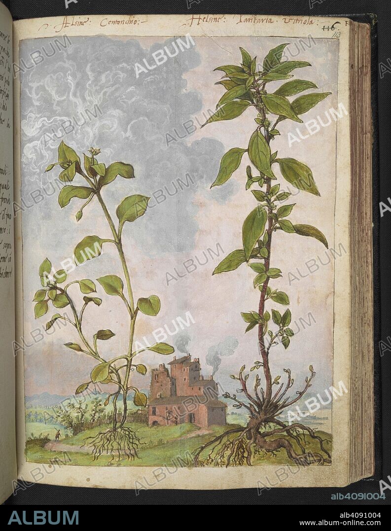 GHERALDO CIBO. 'alsina.' Antichi. Possibly Stellaria media (L), known as Chickweed, used a herbal remedy. Coloured drawings of plants, copied from nature in the Roman States, by Gerardo Cibo. Vol. I. Pietro Andrea Mattioli, Physician, of Siena: Extracts from his edition of Dioscorides' "de re Medica":. Italy, c. 1564-1584. Source: Add. 22332 f.113. Language: Italian.
