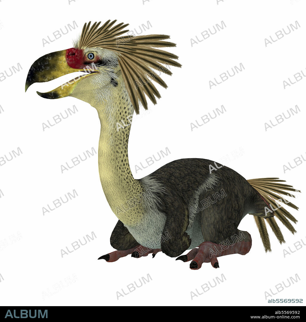 Phorusrhacos terror bird sitting. Phorusrhacos was a flightless carnivorous terror bird of prey that lived in Patagonia during the Miocene Period.