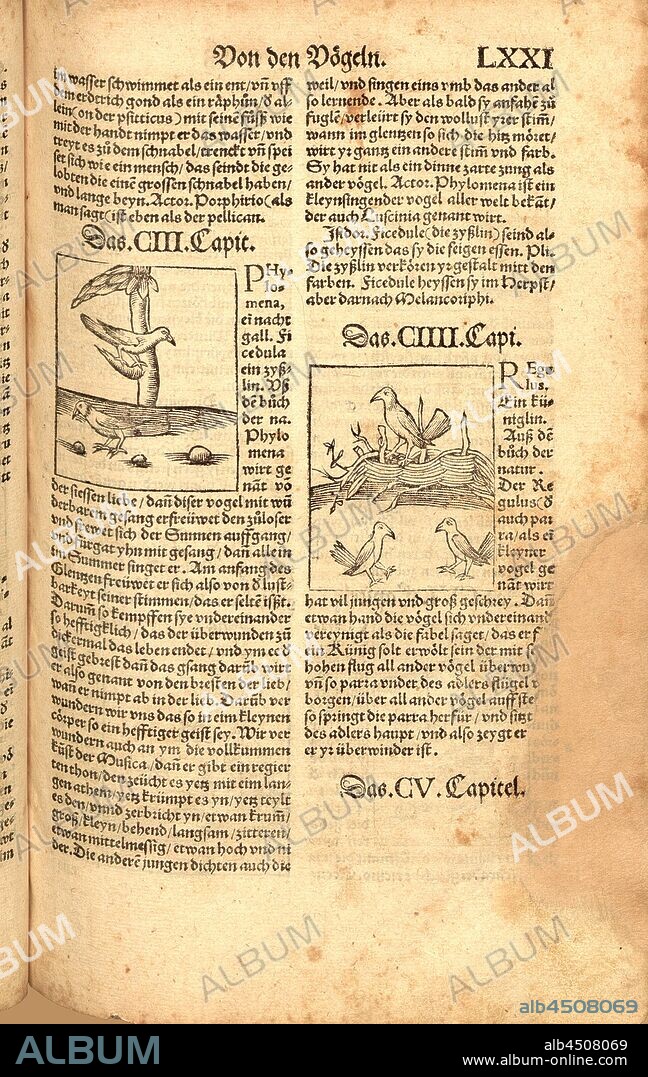 Phylomena, Regulus, Animals, bird, Fig. 126, Fol. LXXIr, Apiarius, Mathias (imp.), 1536, [Hortus sanitatis oder Garth der Gesundtheyt: von den vier Geschlechten als Thier, Vögel, Vischen und edlem Gesteyn]. [Gedruckt und volendet zu Strassburg]: [durch Mathiam Apiarium], [1536].