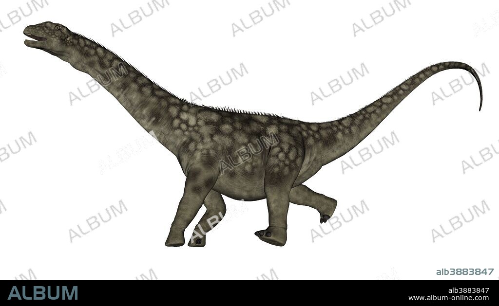 Argentinosaurus dinosaur isolated on white background.