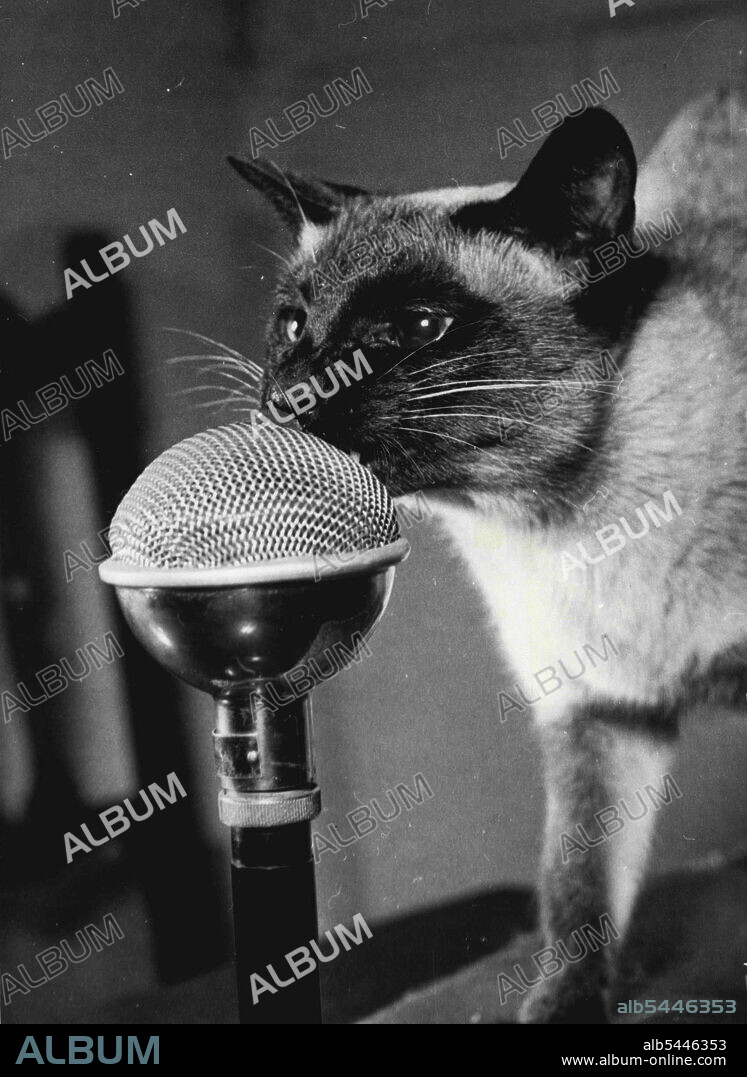 Tai-Lu facing the microphone to make recordings for a new series of sound radio and TV programmes based on the book "Princess Tai-Lu," by her owner, Billy Thatcher, and Shelagh Fraser. Billy will make the noises of the other animals who are characters in the series. January 19, 1953. (Photo by Daily Mirror).