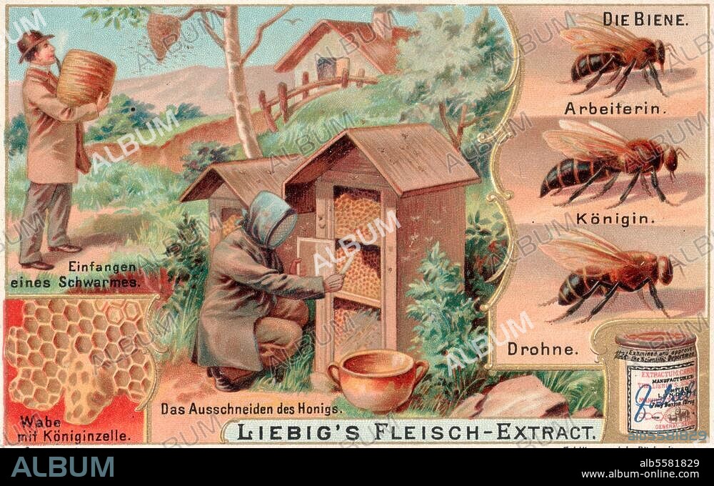 ANONYMOUS. Agriculture:. Beekeeping. "Die Biene. (...) " (The Bees). Colour lithograph, c. 1900. Coolector's card from Liebig's Fleisch-Extract. From the series: Nutzbringende Insekten.