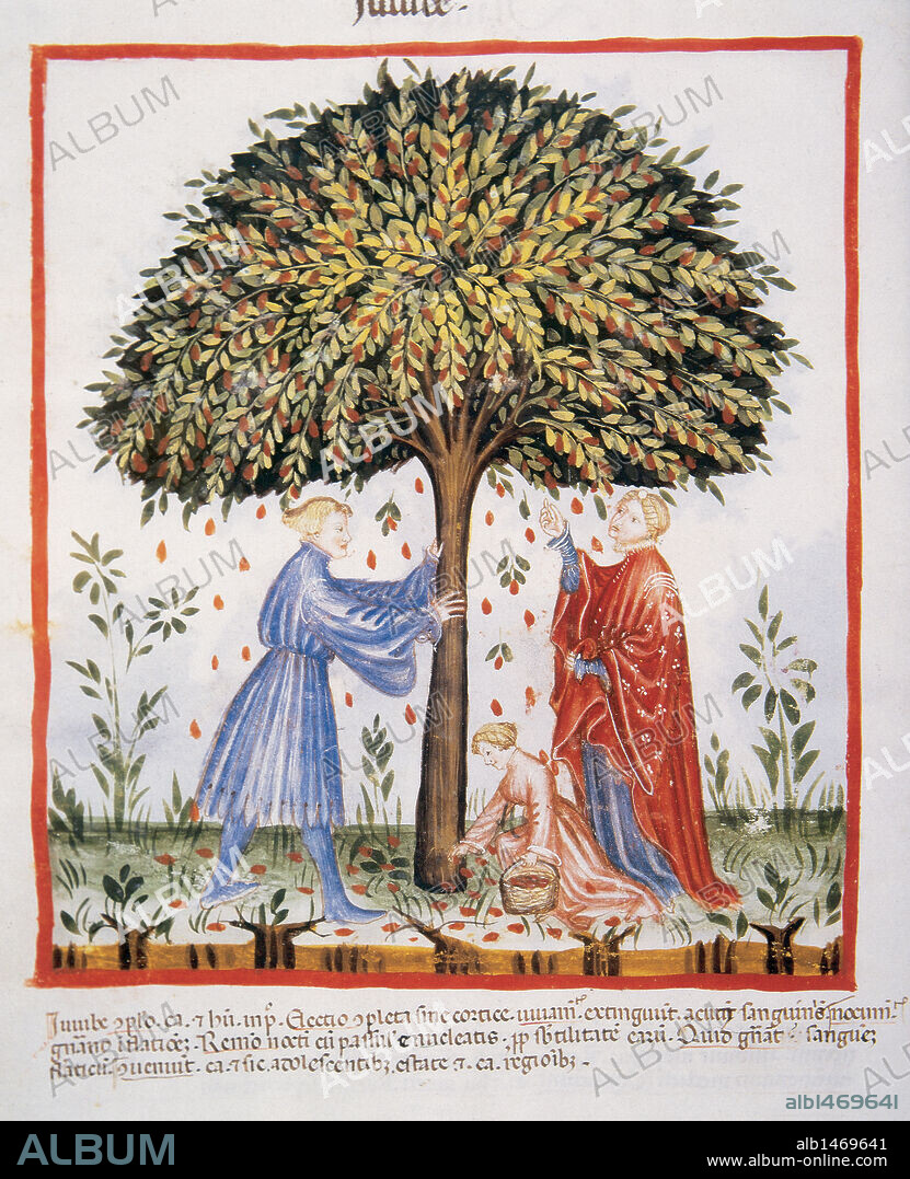 Tacuinum Sanitatis. Medieval Health Handbook, dated before 1400, based on observations of medical order detailing the most important aspects of food, beverages and clothing. Picking the jujube fruit. Miniature. Folio 15v.