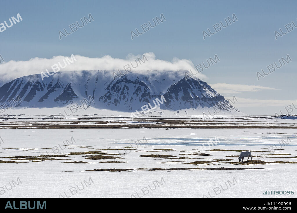 A lone reindeer (Rangifer tarandus) grazing on the tundra in Russebukta, Edgeoya, Norway, Scandinavia, Europe.
