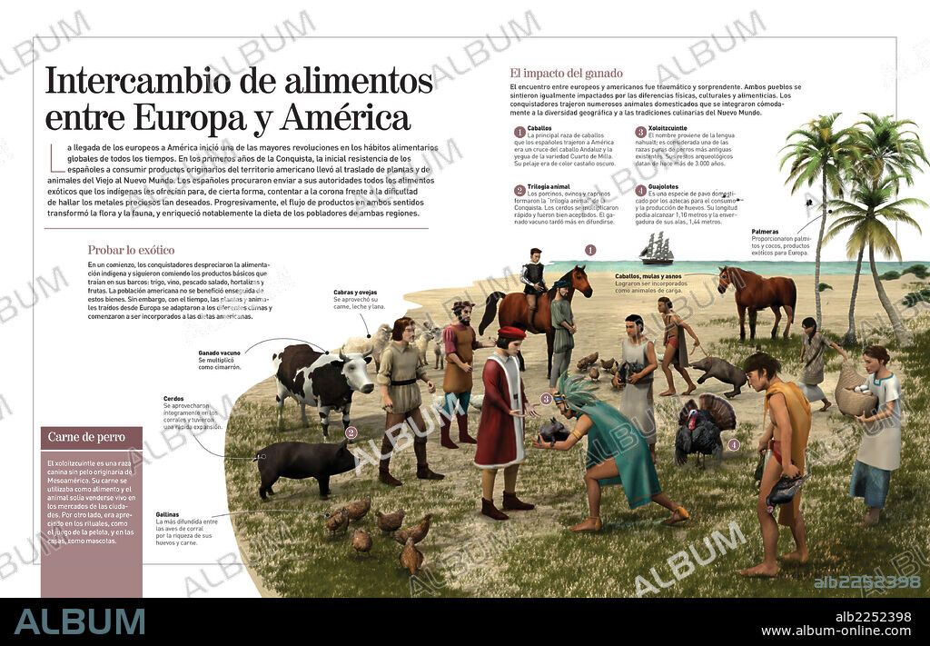 Intercambio de alimentos entre Europa y América. Infografía sobre el intercambio alimentario que supuso la conquista del continente americano por parte de los europeos en el siglo XV.