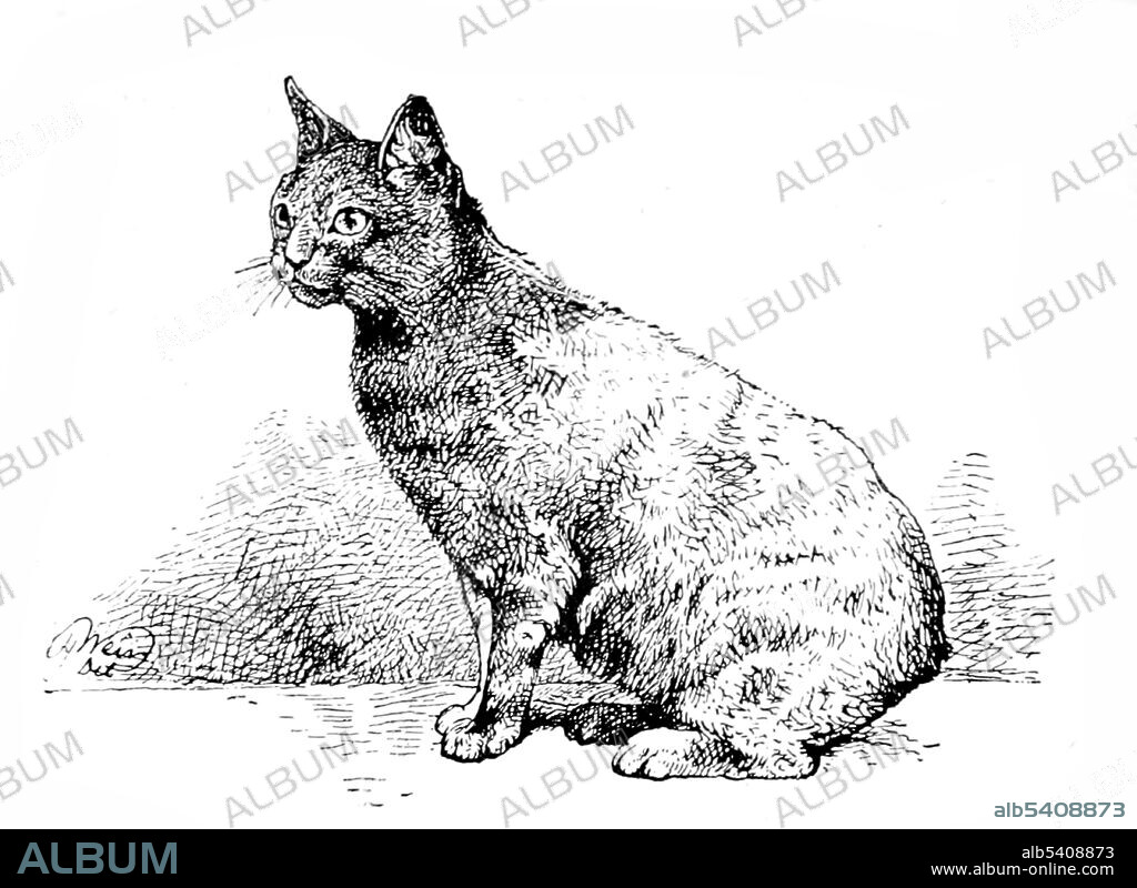 The Manx cat is a breed of domestic cat originating on the Isle of Man, with a naturally occurring mutation that shortens the tail. Many Manx have a small stub of a tail, but Manx cats are best known as being entirely tailless, along with elongated hind legs and a rounded head. Harrison William Weir (May 5, 1824 - January  31, 1906) was an English gentleman and artist. In 1889, he wrote Our Cats and All About Them describing and illustrating the pedigree varieties of the time.