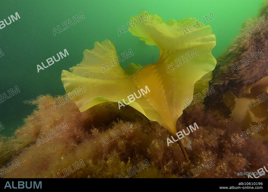 Sugar kelp (Saccharina latissima), Rockport, Massachusetts, USA.