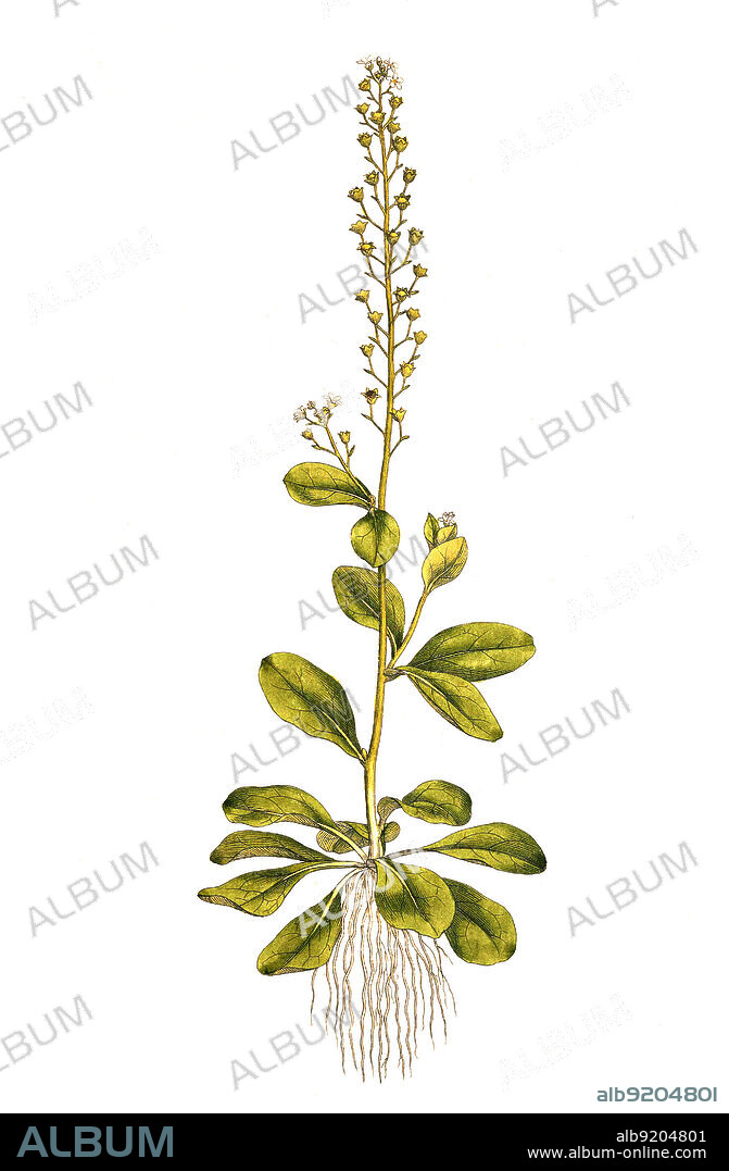 Salz-Bunge, Samolus valerandi / Samolus valerandi is a species of flowering plant in the primrose family Primulaceae. Common names include seaside brookweed, brookweed,[4] thin-leaf brookweed, water cabbage, and water rose, Historisch, historical, digital improved reproduction of an original from the 19th century / digital restaurierte Reproduktion einer Originalvorlage aus dem 19. Jahrhundert, genaues Originaldatum nicht bekannt.