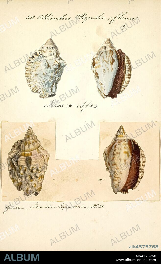 Strombus papilio, Print, Strombus is a genus of medium to large sea snails, marine gastropod molluscs in the family Strombidae, which comprises the true conchs and their immediate relatives. The genus Strombus was named by Swedish Naturalist Carl Linnaeus in 1758. Around 50 living species were recognized, which vary in size from fairly small to very large. Six species live in the greater Caribbean region, including the queen conch, Strombus gigas (now usually known as Eustrombus gigas or Lobatus gigas), and the West Indian fighting conch, Strombus pugilis. However, since 2006, many species have been assigned to discrete genera. These new genera are, however, not yet found in most textbooks and collector's guides.