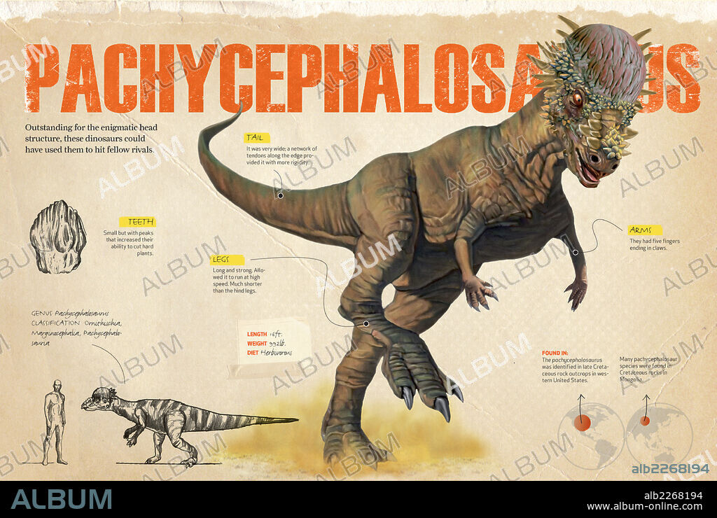 Pachycephalosaurus. Infografía sobre el Pachycephalosaurus, dinosaurio herbívoro del Cretácico que presentaba una coraza en la parte superior del cráneo.