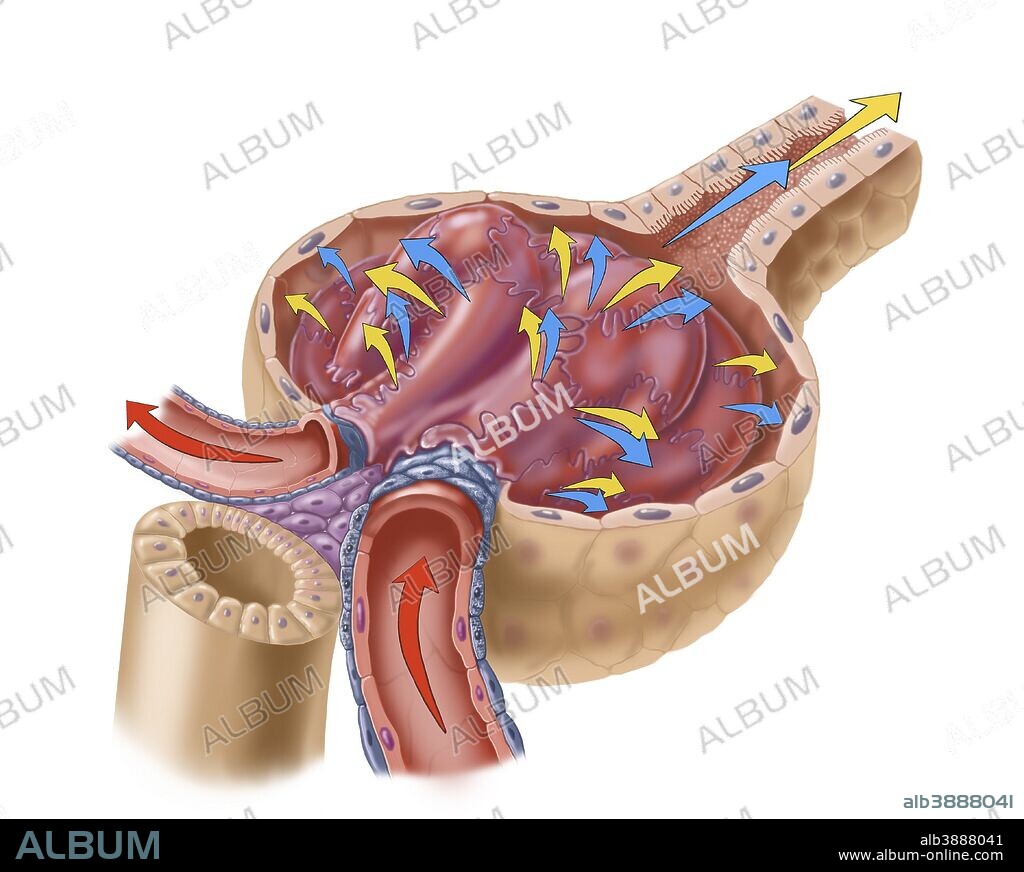 The renal glomerulus is a network (tuft) of capillaries that performs the first step of filtering blood.