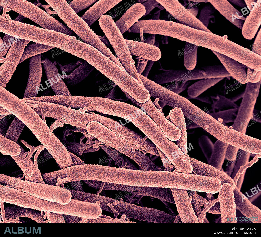 Bacillus Bacteria, under a microscope (SEM)