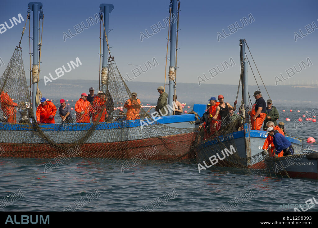 Almadraba Atlantic bluefin tuna fishery consists of a maze of nets, the final net (copo) is winched to the surface by hand, Andalucia, Spain, Europe.