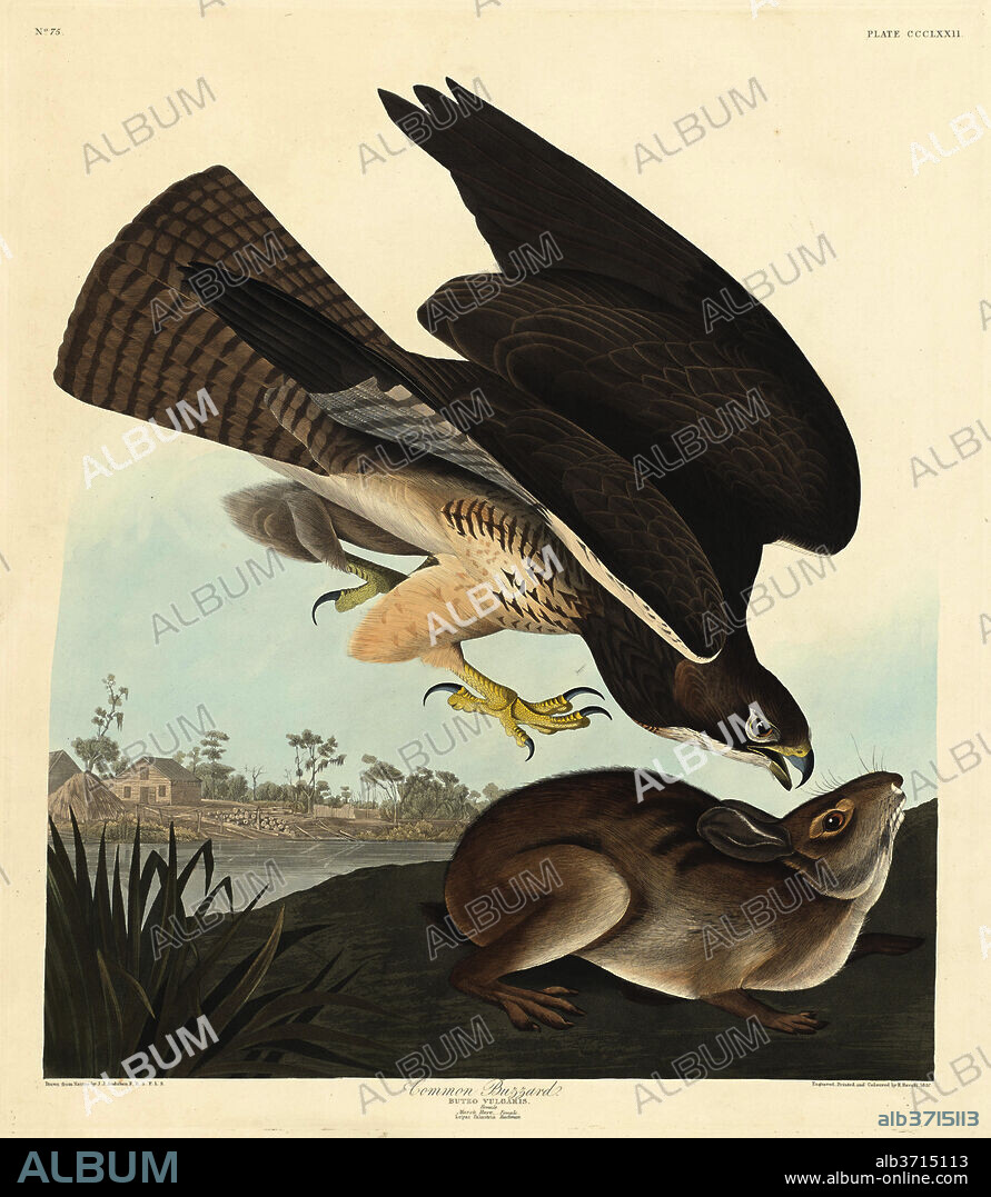 ROBERT HAVELL AFTER JOHN JAMES AUDUBON. Common Buzzard. Dated: 1837. Medium: hand-colored etching and aquatint on Whatman paper.