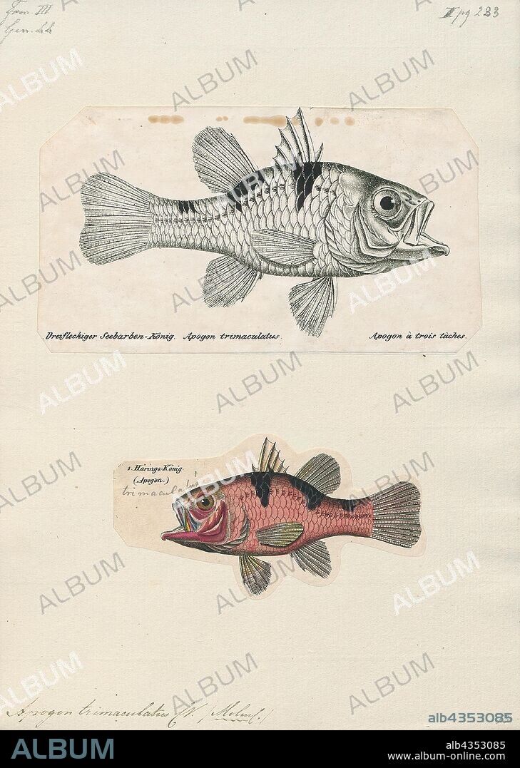Apogon trimaculatus, Print, Pristicon trimaculatus, the 'three-spot cardinalfish, is a nocturnal fish that lives in the Western Pacific Ocean, living around inshore coral reefs in waters around the Ryukyu Islands and Western Australia and the southern Great Barrier Reef, east to Samoa and the Marshall Islands. This species is uncommon. Juveniles have intense, dark markings on a light background, while adults' markings are dusky.