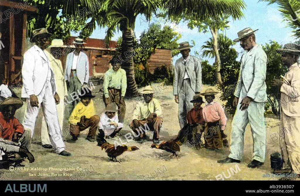A cock fight, Porta Rico, 1909. Published by Waldrop Photographic Co. (San Juan).