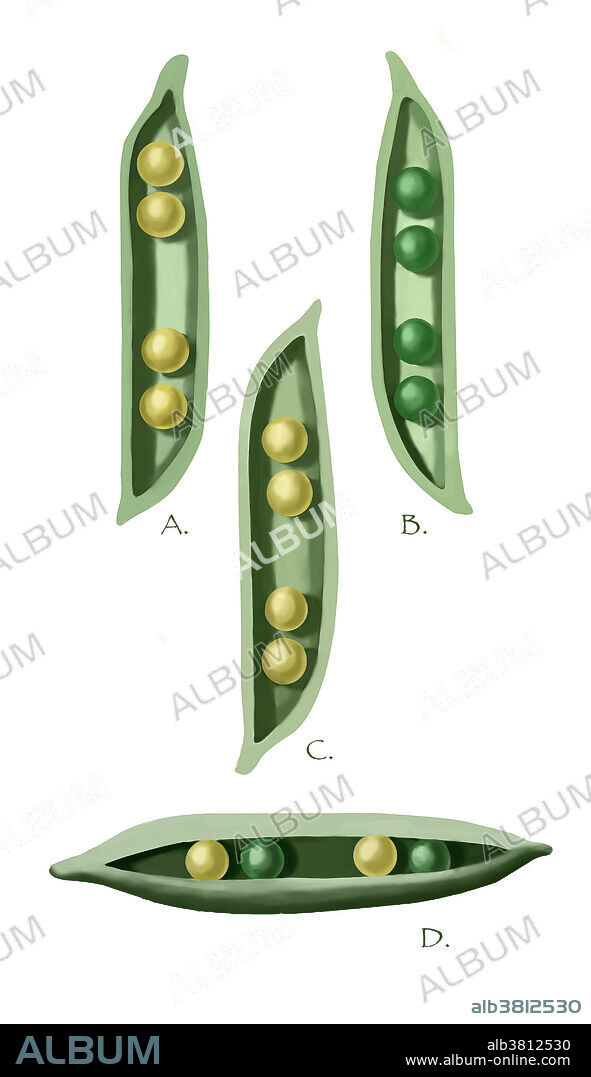 Mendel's Peas