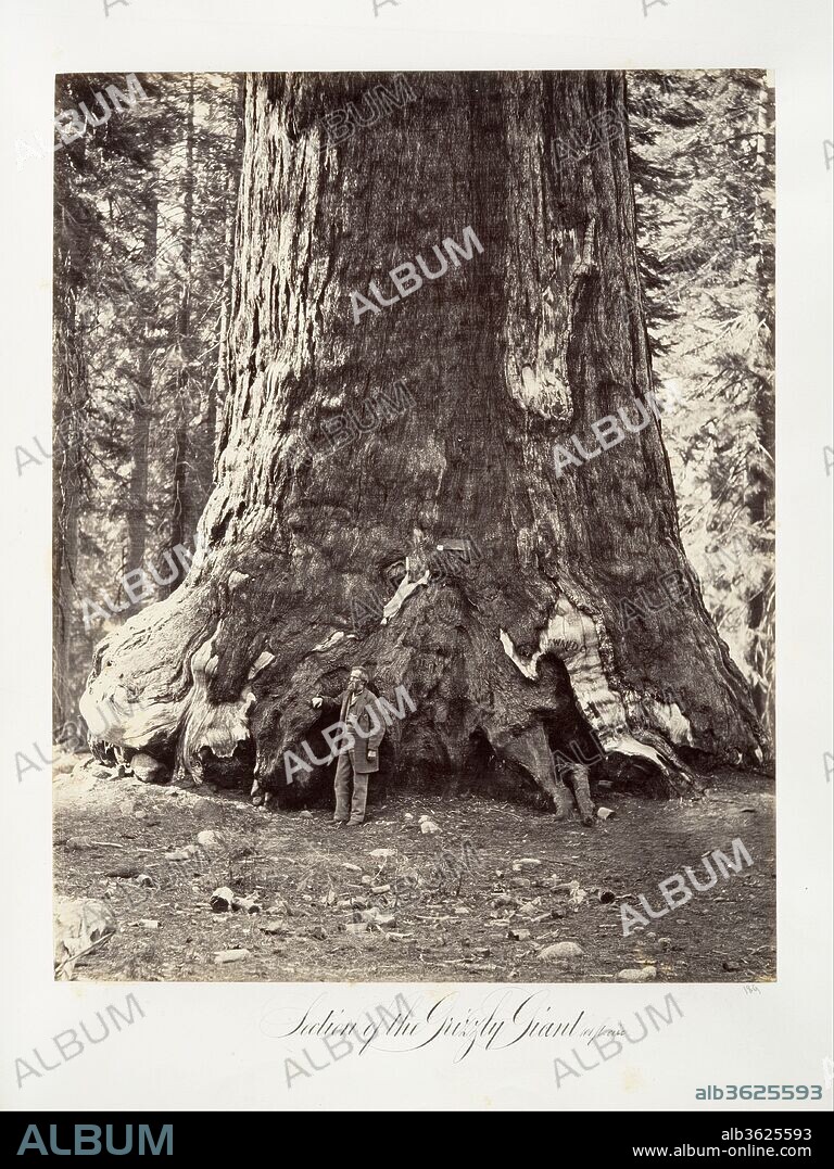Section of the Grizzly Giant, 101 feet circumference. Artist: Carleton E. Watkins (American, 1829-1916). Dimensions: Image: 33.5 x 26.6 cm (13 3/16 x 10 1/2 in.). Date: 1865-66, printed ca. 1876.