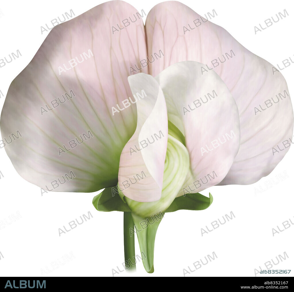 Peas belong to the Fabaceae, or legume, family, the third-largest family with more than 10,000 species. Most Fabaceae have a papilionaceous (butterfly-shaped) corolla.