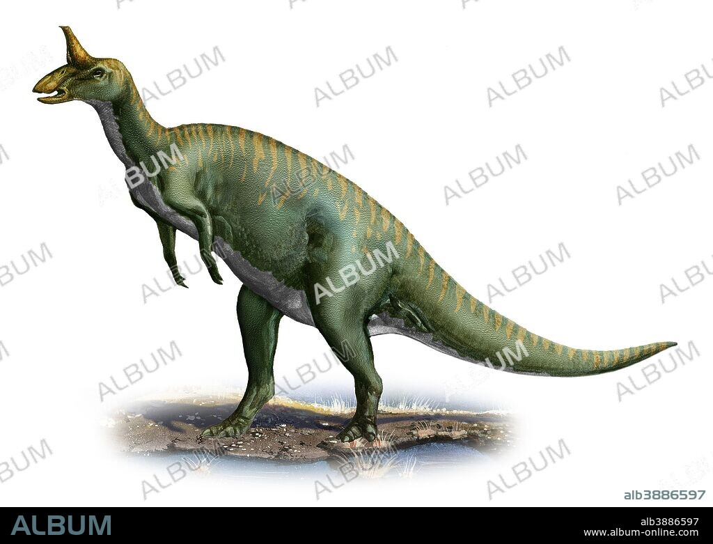 Tsintaosaurus spinorhinus, a prehistoric era dinosaur from the Cretaceous period.