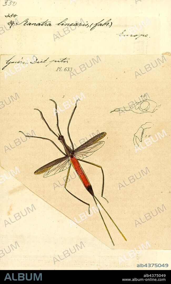 Ranatra, Print, Ranatra is a genus of slender predatory insects of the family Nepidae, known as water scorpions or water stick-insects. There are around 100 Ranatra species found in freshwater habitats around the world, both in warm and temperate regions, with the highest diversity in South America (almost 50 species) and Asia (about 30 species). Fewer are found elsewhere, but include several African, some in North America, three from Australia and three from the Palearctic, notably the relatively well-known European R. linearis. These brown insects are primarily found in stagnant or slow-moving water like ponds, marshes and canals, but can also be seen in streams. Exceptionally they have been recorded from hypersaline lakes and brackish lagoons.