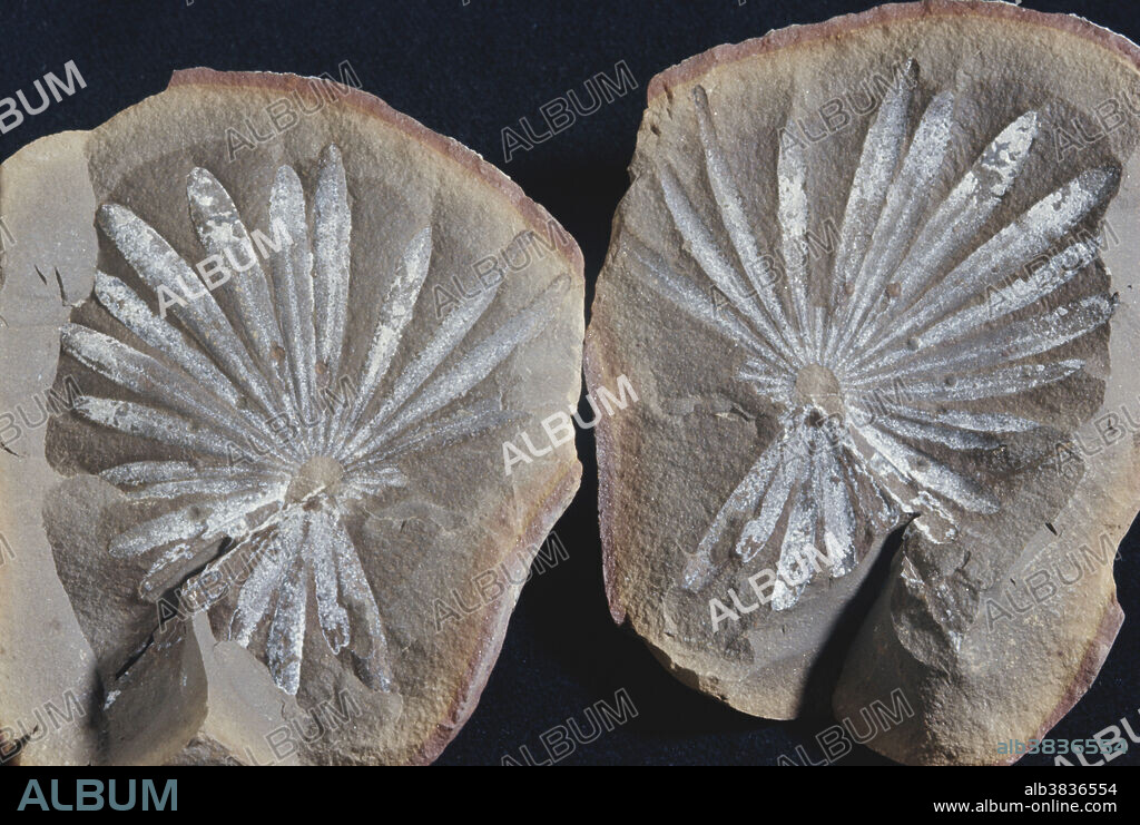 Annularia fossil from the Pennsylvanian Period, Mazon Creek, Illinois. Annularia is the scientific name for the leaf whorls of the horsetail genus Calamites.