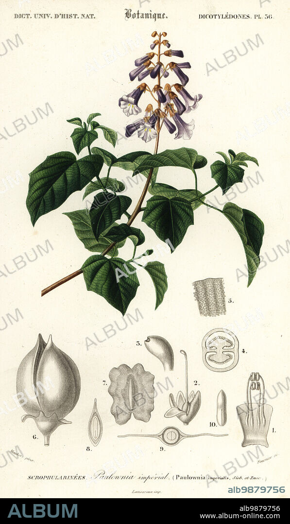 Princess tree, empress tree, foxglove-tree, Paulownia tomentosa. Paulownia imperialis, Paulownia imperial. Handcoloured steel engraving by Felicie Fournier after an illustration by Louis Joseph Edouard Maubert from Charles d'Orbigny's Dictionnaire Universel d'Histoire Naturelle (Universal Dictionary of Natural History), Paris, 1849.