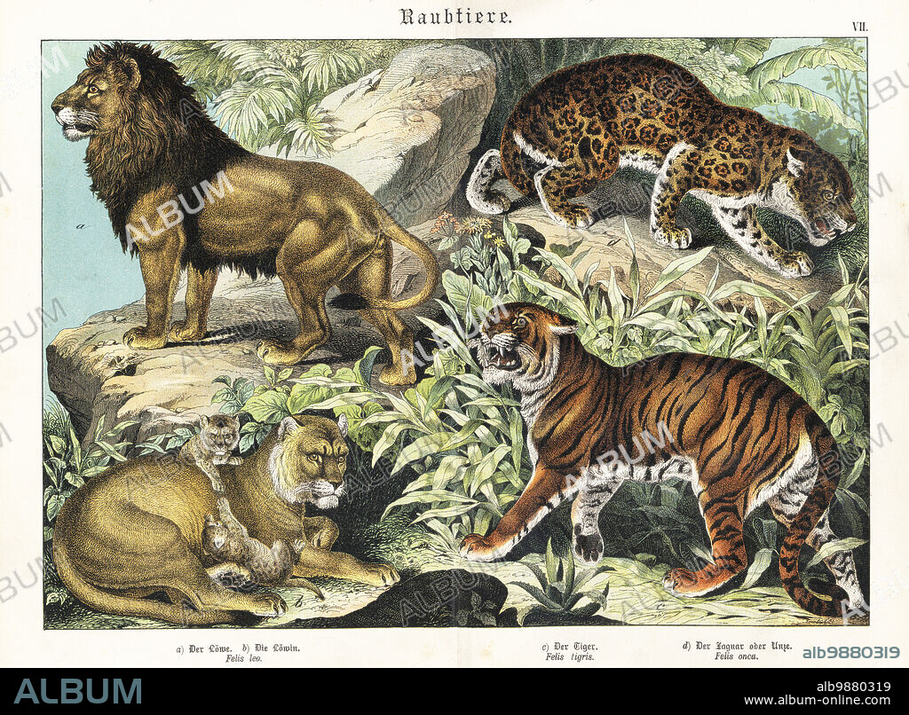 Lion and lioness with cubs, Panthera leo a,b, endangered tiger, Panthera tigris c, and jaguar, Panthera onca d. Chromolithograph from Gotthilf Heinrich von Schubert's Natural History of Animal Kingdoms for School and Home (Naturgeschichte des Tierreichs fur Schule und Haus), Schreiber, Munich, 1886.