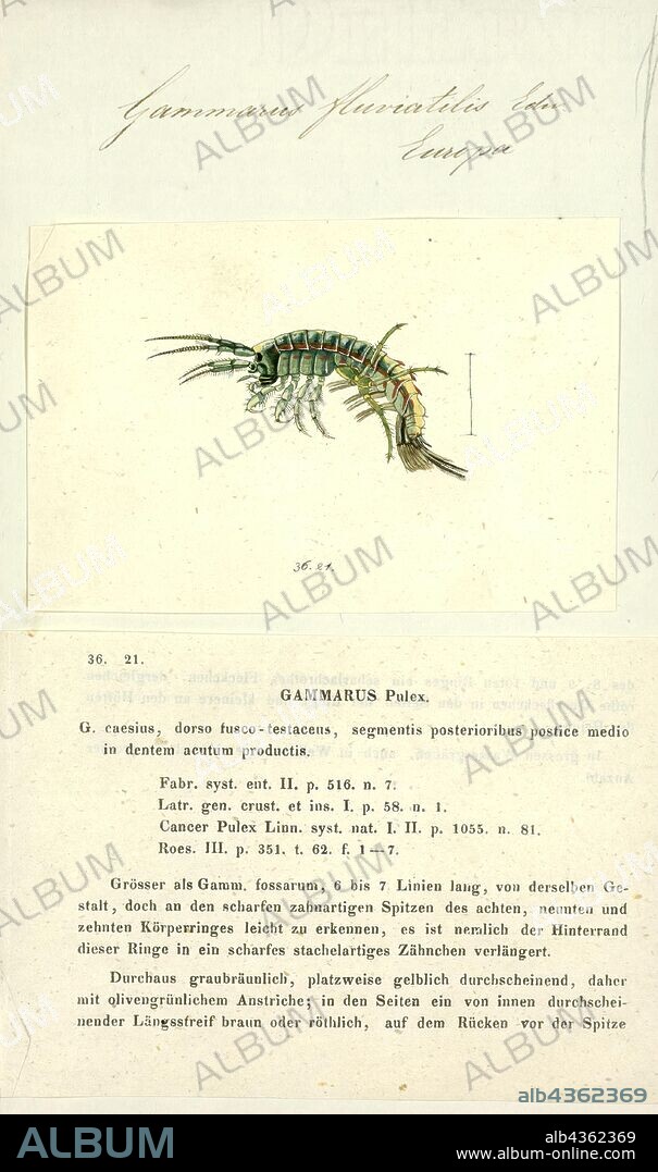 Gammarus fluviatilis, Print, Gammarus is an amphipod crustacean genus in the family Gammaridae. It contains more than 200 described species, making it one of the most speciose genera of crustaceans.Different species have different optimal conditions, particularly in terms of salinity, and different tolerances; Gammarus pulex, for instance, is a purely freshwater species, while Gammarus locusta is estuarine, only living where the salinity is greater than 25‰.