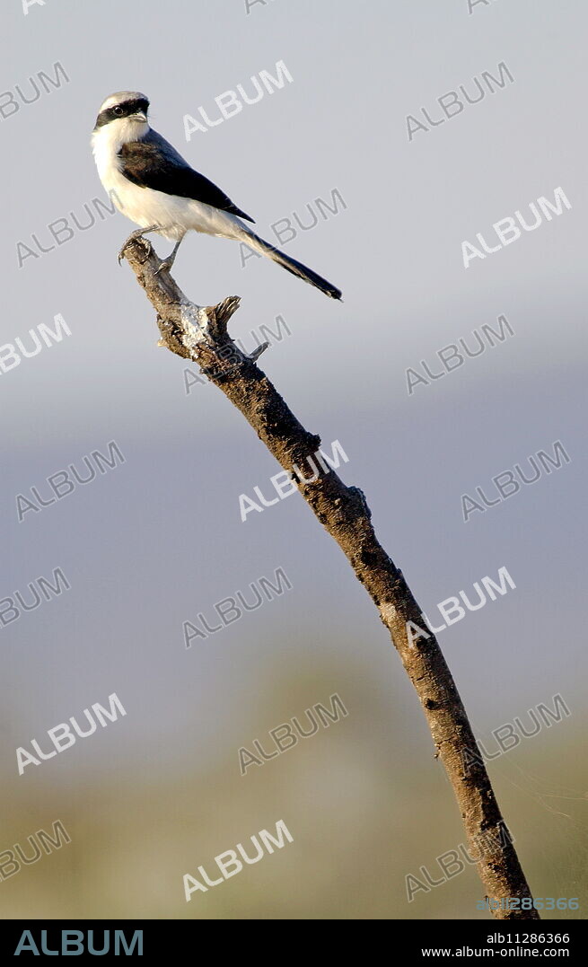 Gray-backed Fiscal (shrike), Grumet, Tanzania, East Africa.