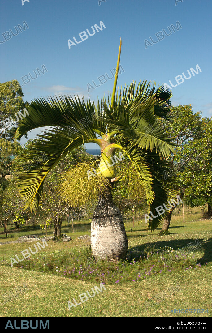 Bottle Palm, Mauritius