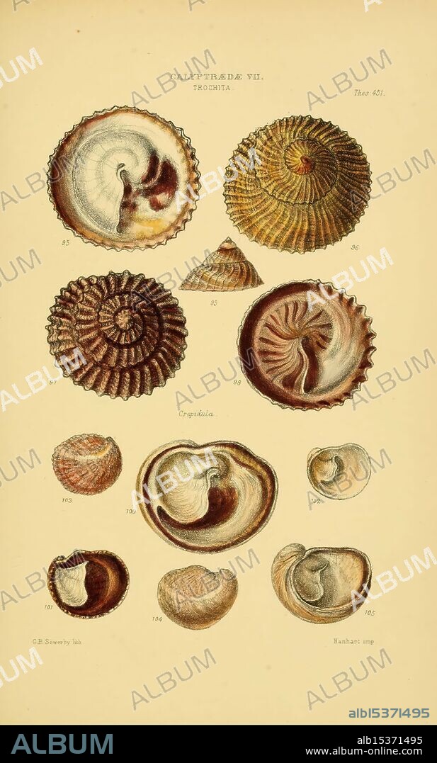 Thesaurus conchyliorum, or Monographs of genera of shells v.5 plates, London, Sowerby, 1847-1887, mollusks, pictorial works, A collection of intricately detailed illustrations showcasing various types of shells, arranged in a grid format. The top section presents several specimens, displaying a range of shapes and textures, with labels indicating their catalog numbers. The bottom section features more detailed representations of additional shell forms, highlighting the unique patterns and designs found in nature. Each shell exhibits distinct characteristics, emphasizing the diversity and beauty of marine life.